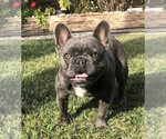 Small Photo #38 French Bulldog Puppy For Sale in WHITTIER, CA, USA