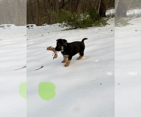 Medium Photo #1 German Shepherd Dog Puppy For Sale in BEARDSTOWN, IL, USA