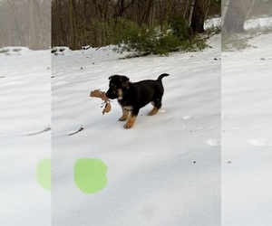 German Shepherd Dog Puppy for Sale in BEARDSTOWN, Illinois USA