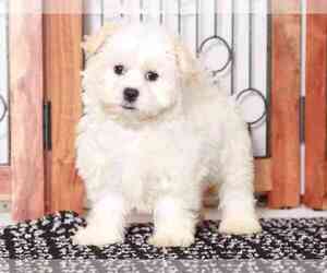 Zuchon Puppy for sale in NAPLES, FL, USA