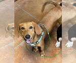 Small #1 Basset Hound Mix