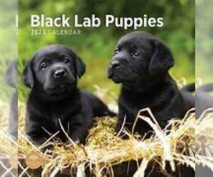 Labrador Retriever Puppy for sale in OCONOMOWOC, WI, USA