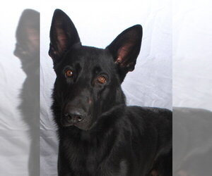German Shepherd Dog Dogs for adoption in Burbank, CA, USA