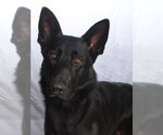 Small German Shepherd Dog