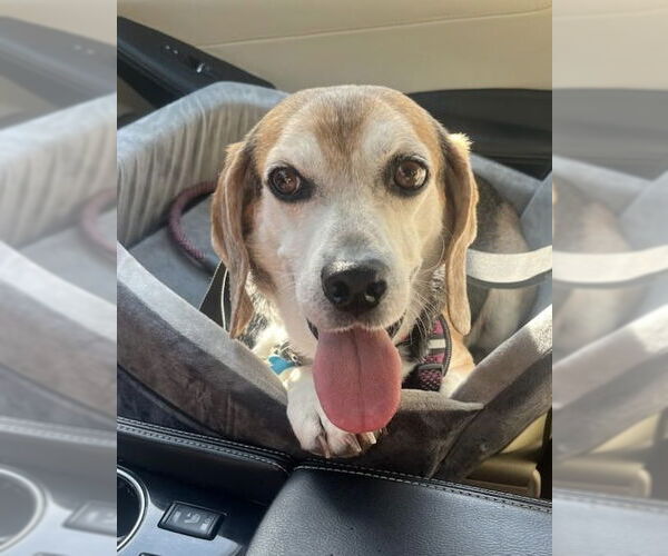 Medium Photo #5 Beagle Puppy For Sale in Garner, NC, USA