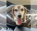 Small #4 Beagle