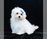 Small #9 Maltese