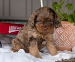 Small Photo #18 Cockapoo (Miniature) Puppy For Sale in GOSHEN, IN, USA