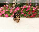 Small #2 Yorkshire Terrier