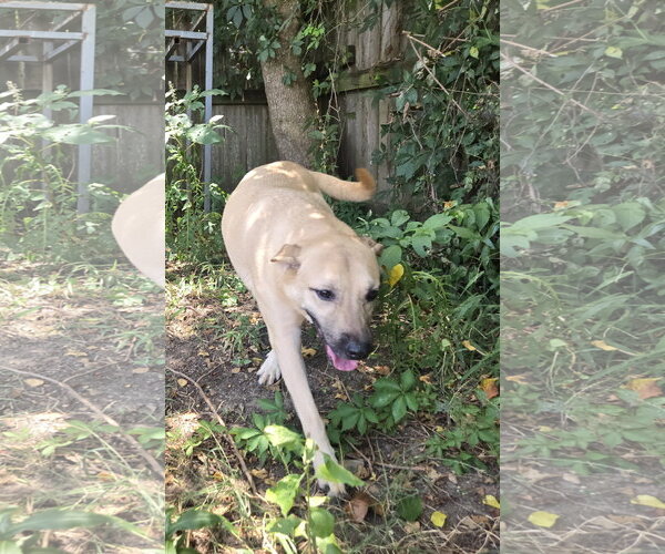 Medium Photo #2 Black Mouth Cur-Unknown Mix Puppy For Sale in Jackson, MS, USA