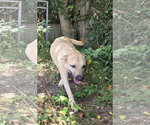 Small #1 Black Mouth Cur Mix