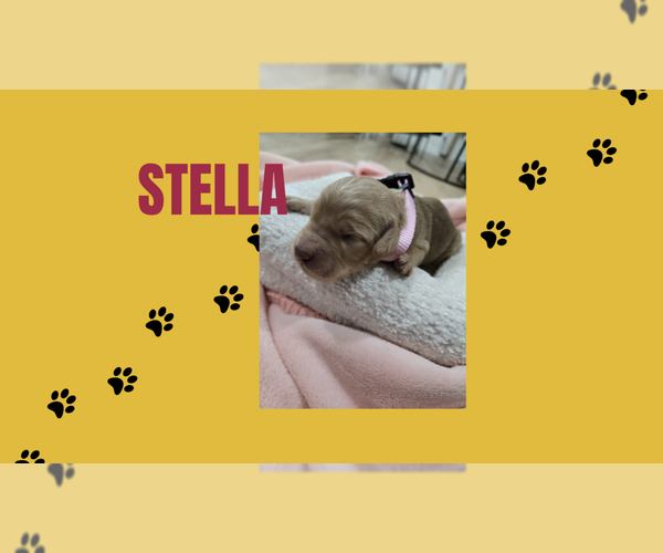 Medium Photo #8 Double Doodle Puppy For Sale in WHEAT RIDGE, CO, USA