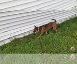 Small #6 Shollie