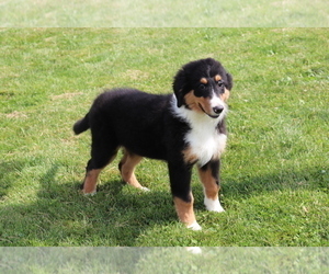 Bernese Mountain Dog-Collie Mix Puppy for sale in SHILOH, OH, USA