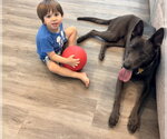 Small #2 Labrador Retriever Mix