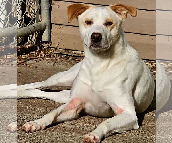Medium Photo #5 Labrador Retriever-Unknown Mix Puppy For Sale in Brooklyn Center, MN, USA