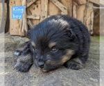 Small Photo #19 Pomeranian Puppy For Sale in COMER, GA, USA