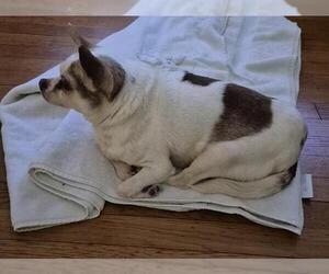 Chihuahua-Unknown Mix Dogs for adoption in San Antonio, TX, USA