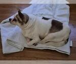 Small Chihuahua Mix