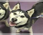 Small #1 Alusky