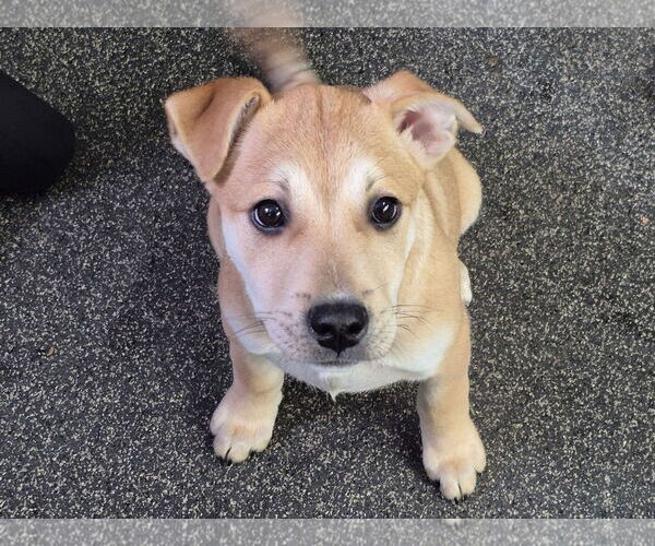 Medium Photo #3 English Mastweiler Puppy For Sale in Oro Medonte, Ontario, Canada