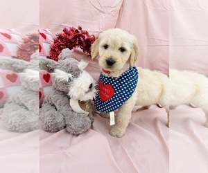 Goldendoodle Puppy for Sale in GREELEY, Colorado USA