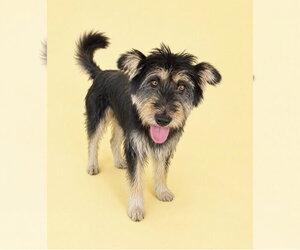 Tibetan Terrier-Unknown Mix Dogs for adoption in Agoura Hills, CA, USA