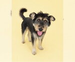 BAEKSEOL - Female Tibetan Terrier-Unknown Mix Dog for Adoption - Small photo