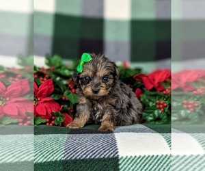 YorkiePoo Puppy for sale in LINCOLN UNIVERSITY, PA, USA