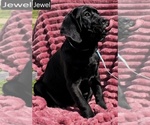 Small #2 Cane Corso