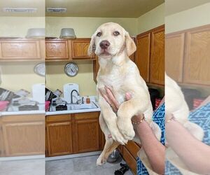 Labrador Retriever Puppy for sale in SAN BERNARDINO, CA, USA