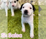 Small American Staffordshire Terrier Mix