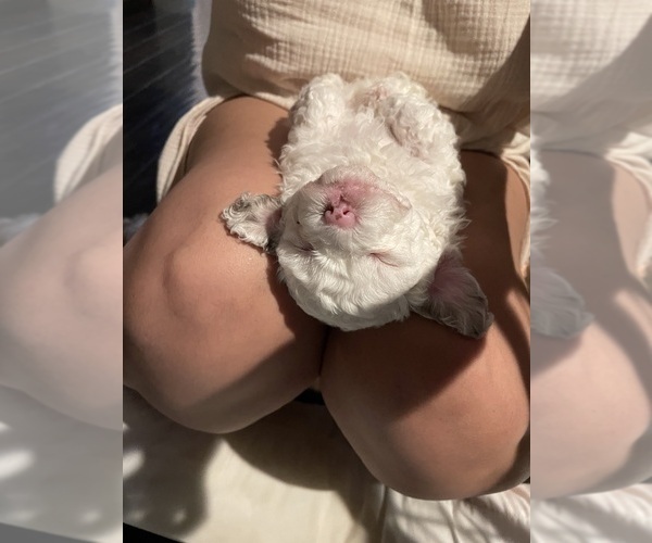 Medium Photo #15 Poodle (Toy) Puppy For Sale in MURRIETA, CA, USA