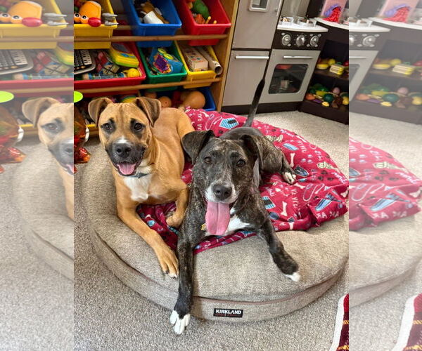 Medium Photo #3 Black Mouth Cur-Boxer Mix Puppy For Sale in Germantown, OH, USA