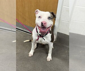 Bulldog-Unknown Mix Dogs for adoption in Forestville, MD, USA