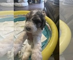 Small #3 Poodle (Standard)