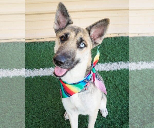 Medium Photo #6 Siberian Husky-Unknown Mix Puppy For Sale in Phoenix, AZ, USA