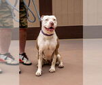 Small #29 American Staffordshire Terrier Mix