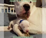 Small Photo #40 Dogo Argentino Puppy For Sale in PINEVILLE, MO, USA