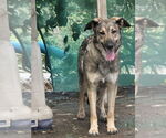 Small #6 German Shepherd Dog Mix