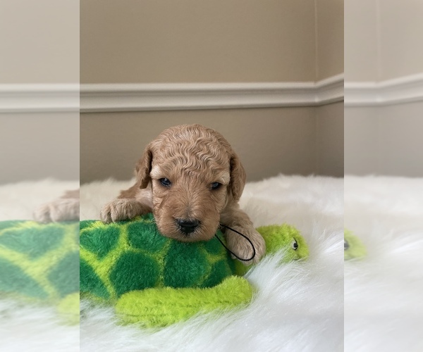 Medium Photo #2 Poodle (Toy) Puppy For Sale in PLANO, TX, USA