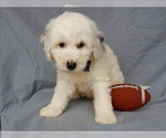 Small #6 Sheepadoodle