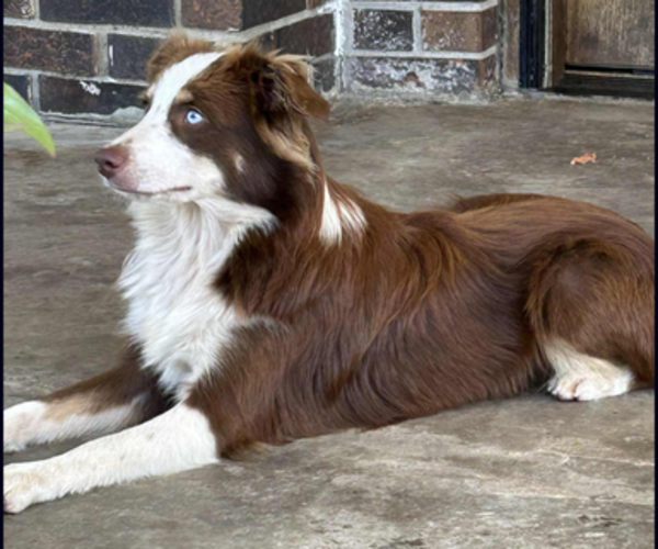 Medium Photo #1 Miniature Australian Shepherd Puppy For Sale in BROOKER, FL, USA