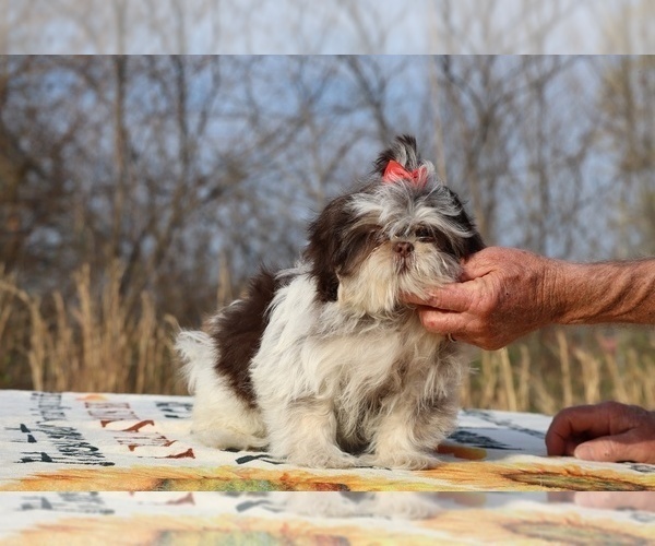 Medium Photo #8 Shih Tzu Puppy For Sale in DYERSBURG, TN, USA