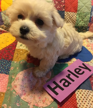 Medium Photo #1 Maltese Puppy For Sale in LEXINGTON, KY, USA