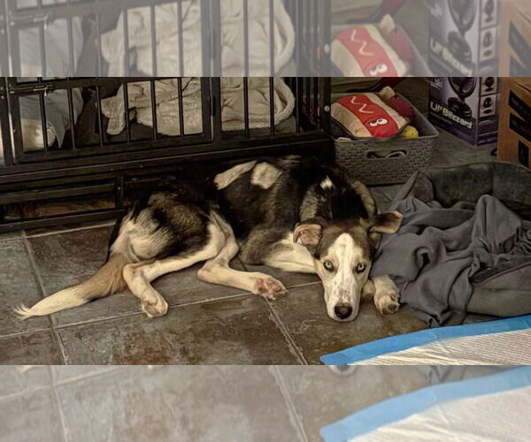 Medium Photo #3 Huskies -Unknown Mix Puppy For Sale in Boonton, NJ, USA