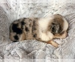 Small Photo #5 Miniature Australian Shepherd Puppy For Sale in OXFORD, CT, USA