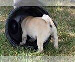Small Photo #8 Pug Puppy For Sale in HARTLY, DE, USA