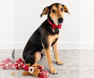 Australian Shepherd-Unknown Mix Dogs for adoption in Mt. Laurel, NJ, USA