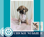Small Beagle Mix